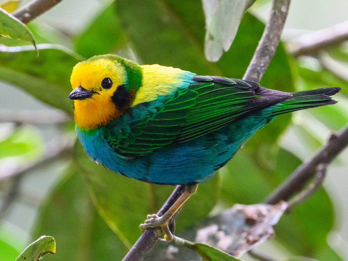 Multicolored Tanager - ML637678780