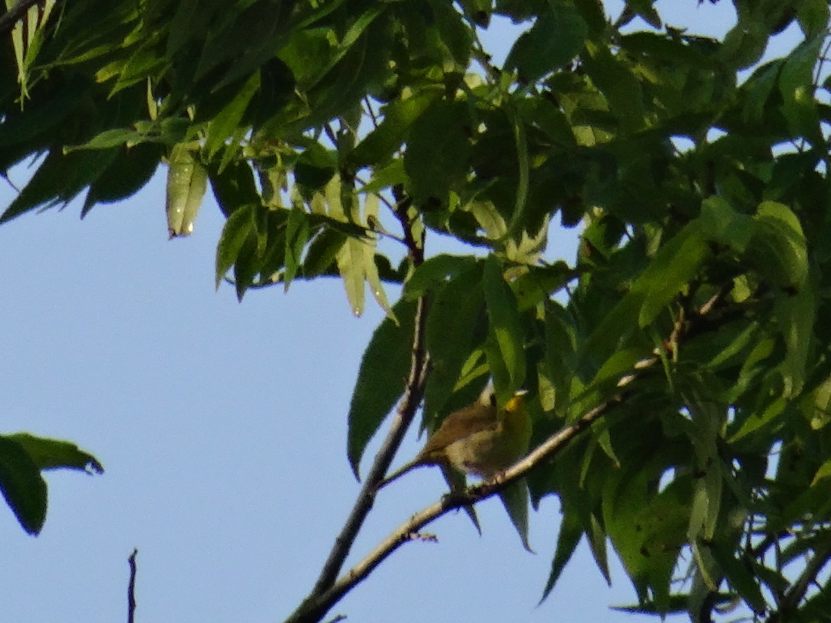 Common Yellowthroat - ML637678843