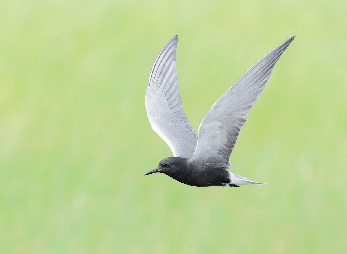 Black Tern - ML637678847