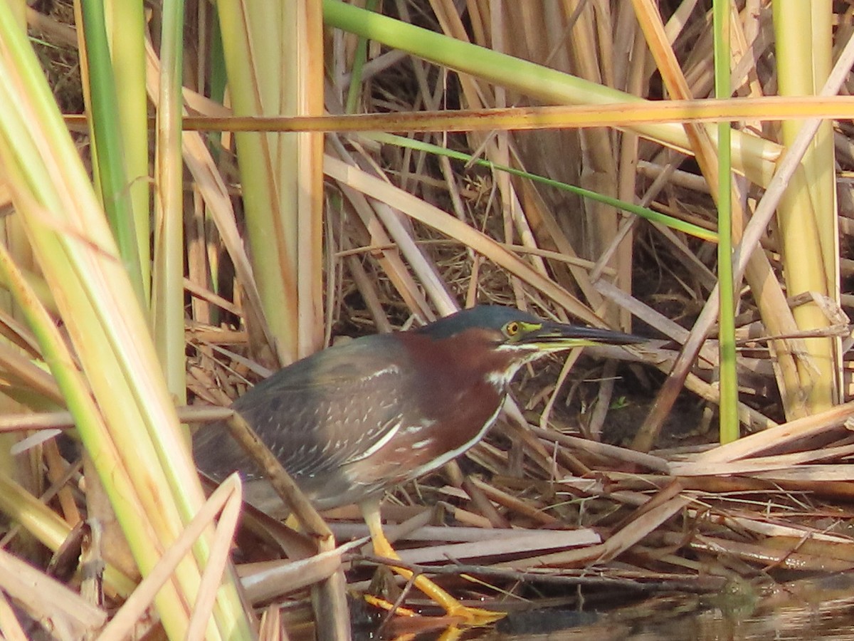Green Heron - ML637678858