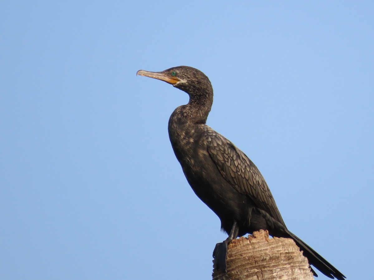 Neotropic Cormorant - ML637678876