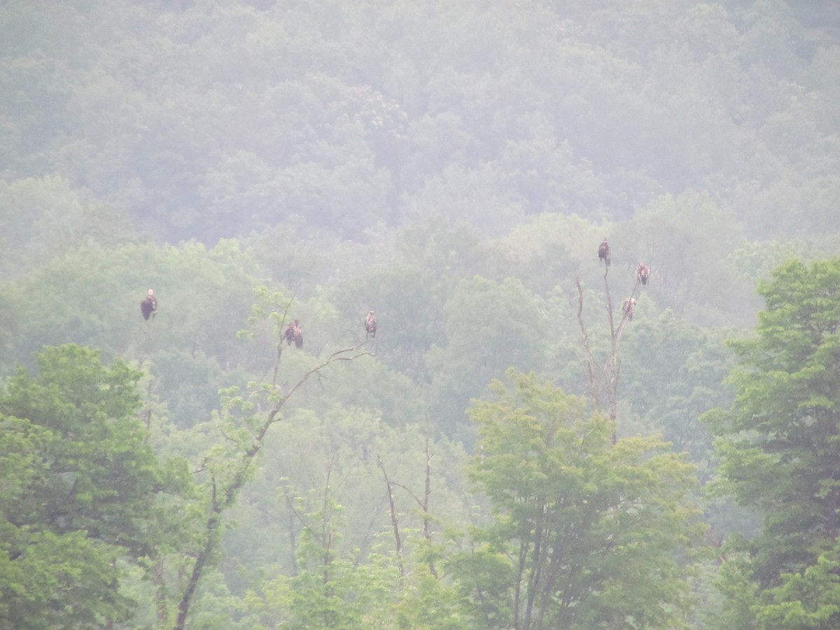 Bald Eagle - ML637678942