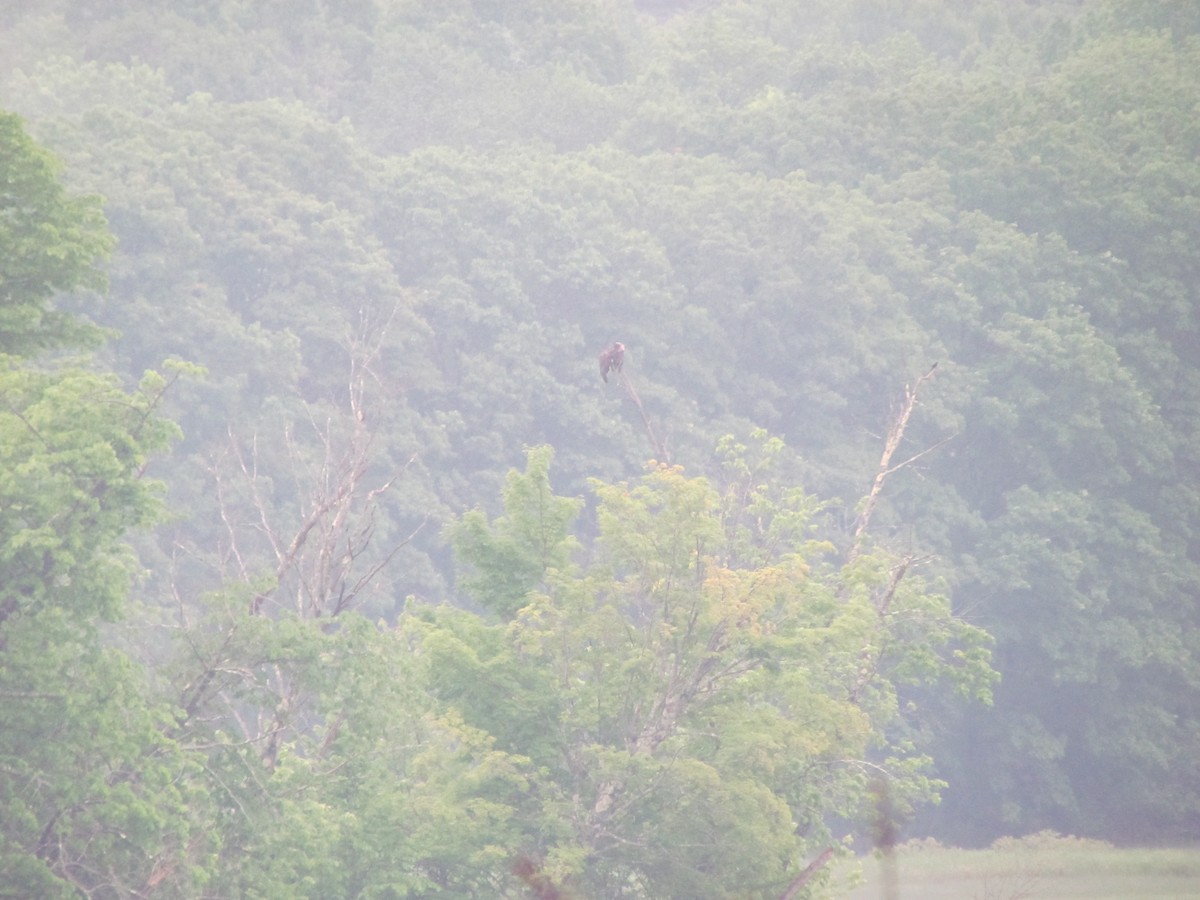 Bald Eagle - ML637678944