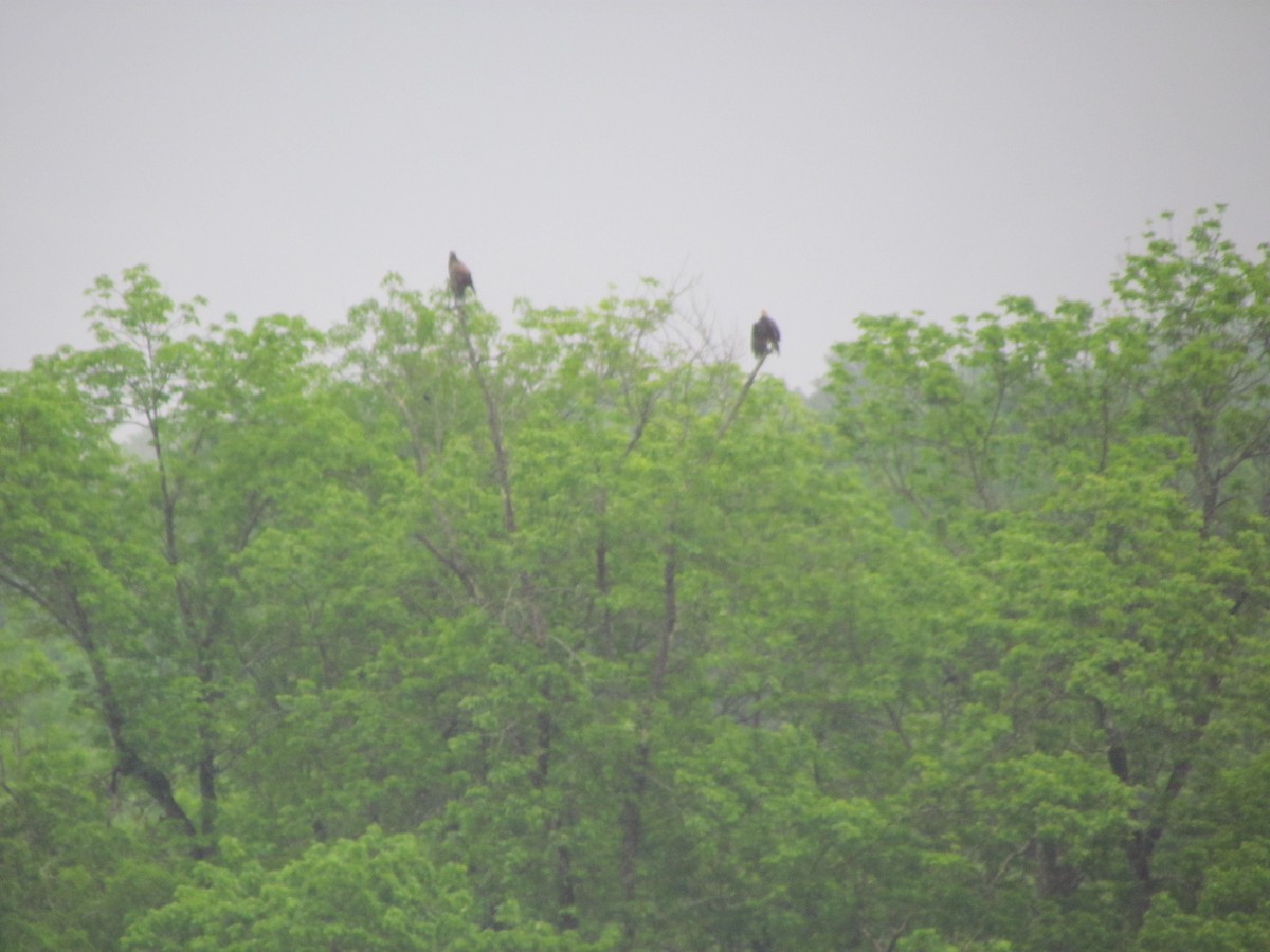 Bald Eagle - ML637678945