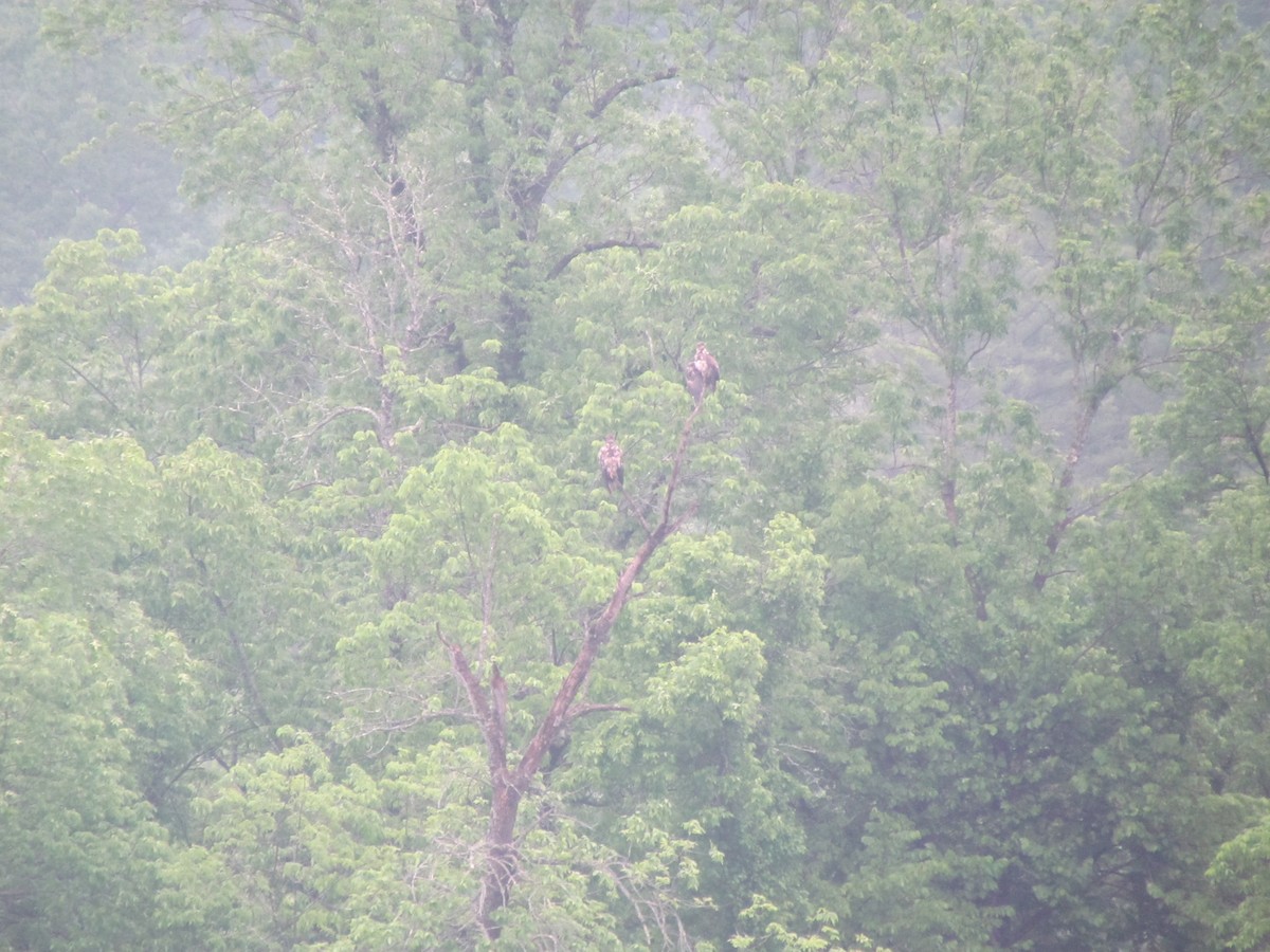 Bald Eagle - ML637678947