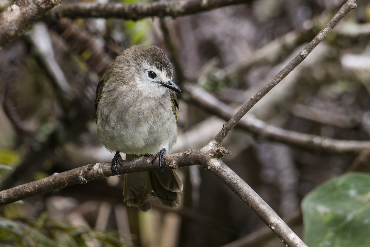 Pale-faced Bulbul - ML637678949