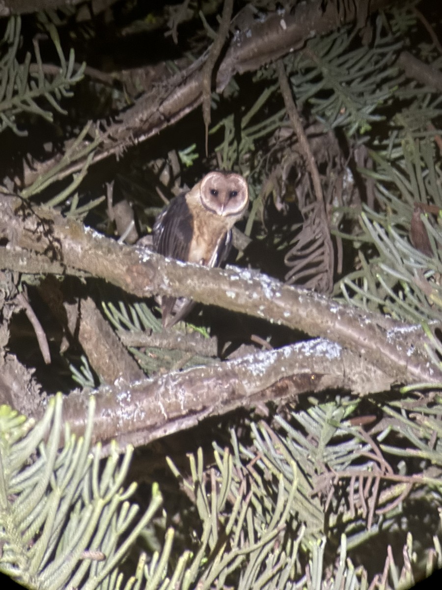 American Barn Owl - ML637678951