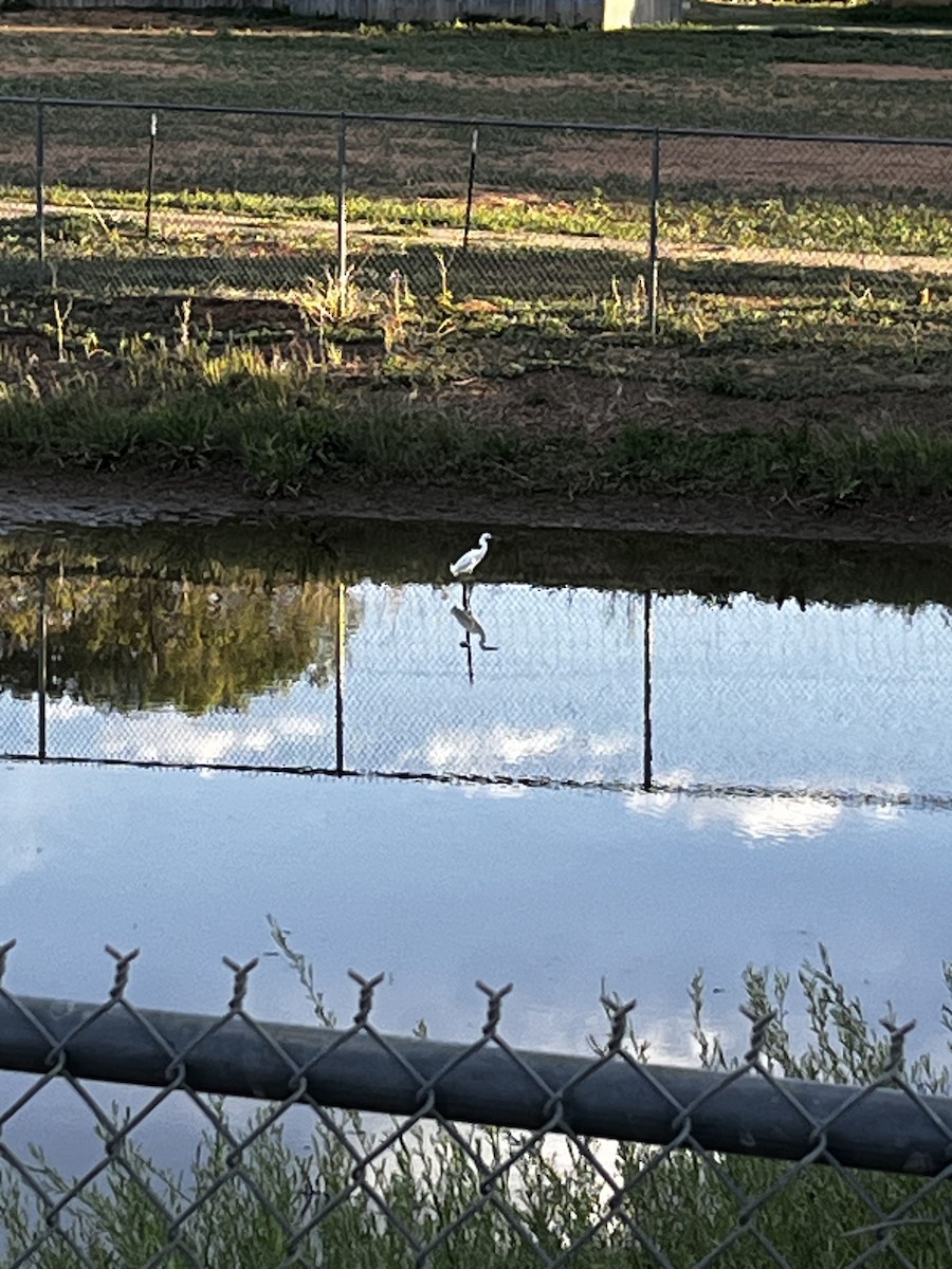 Snowy Egret - ML637678953