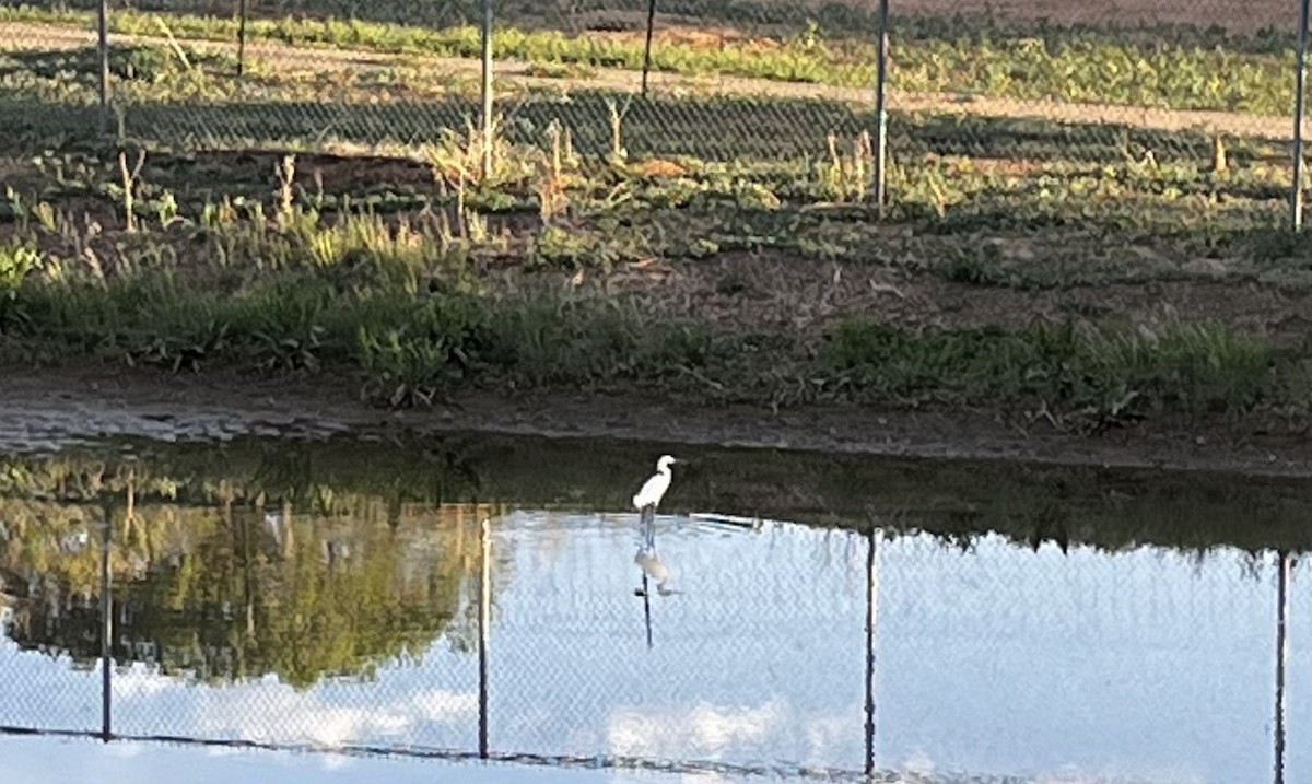 Snowy Egret - ML637678954