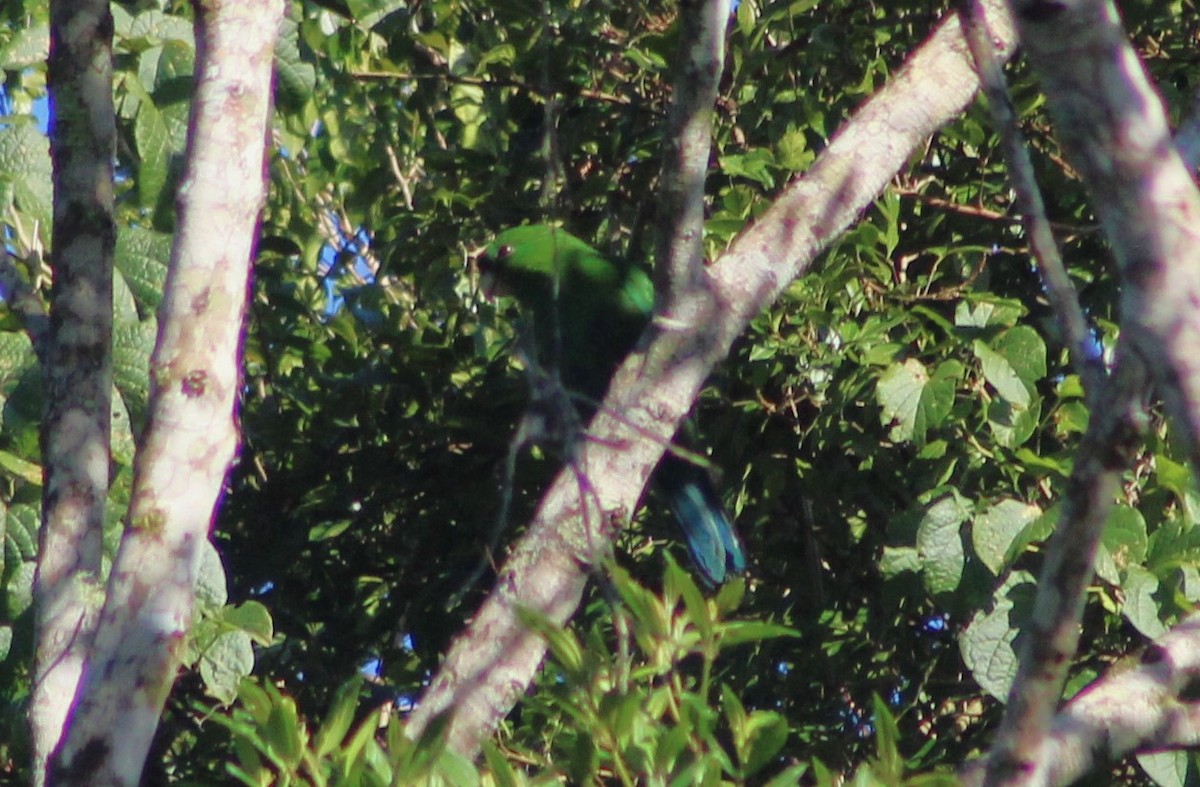 Blue-bellied Parrot - ML637678976