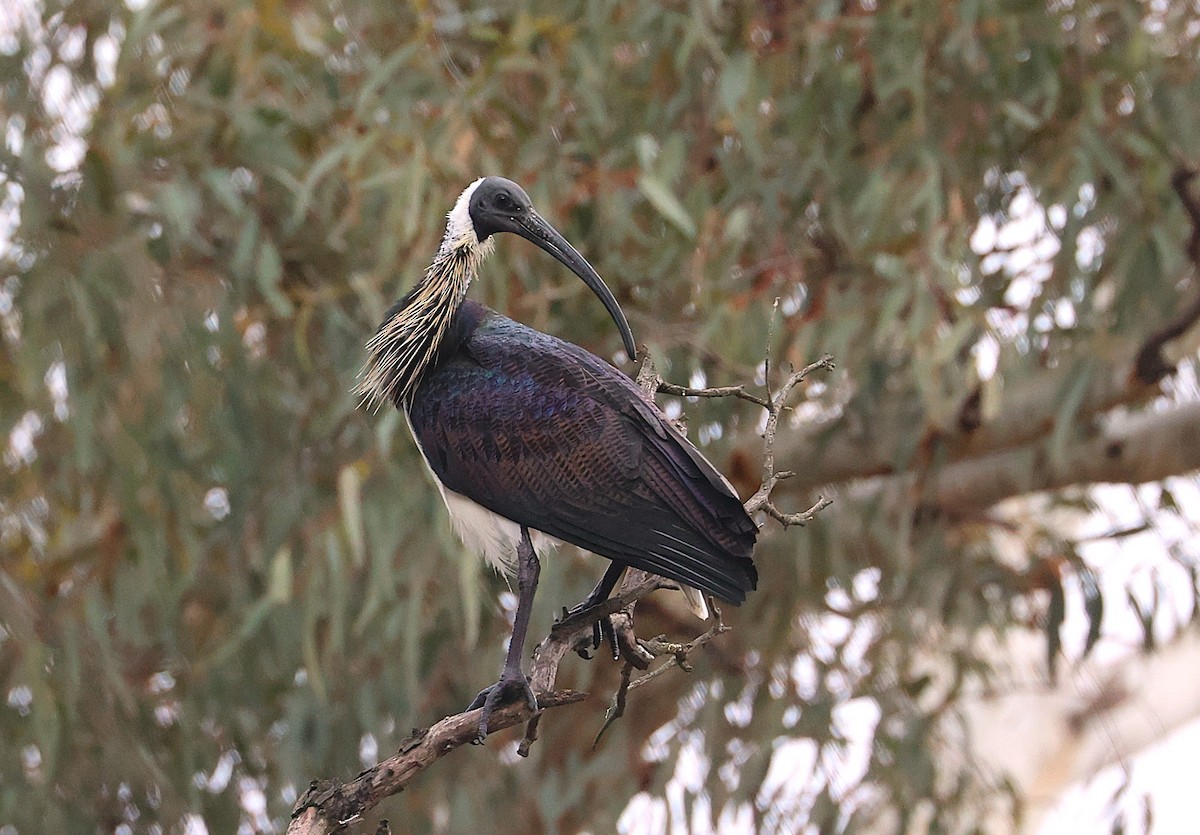 ibis slámokrký - ML637678979