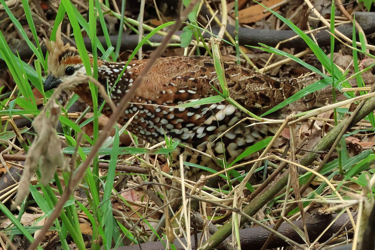 Crested Bobwhite - ML637678997