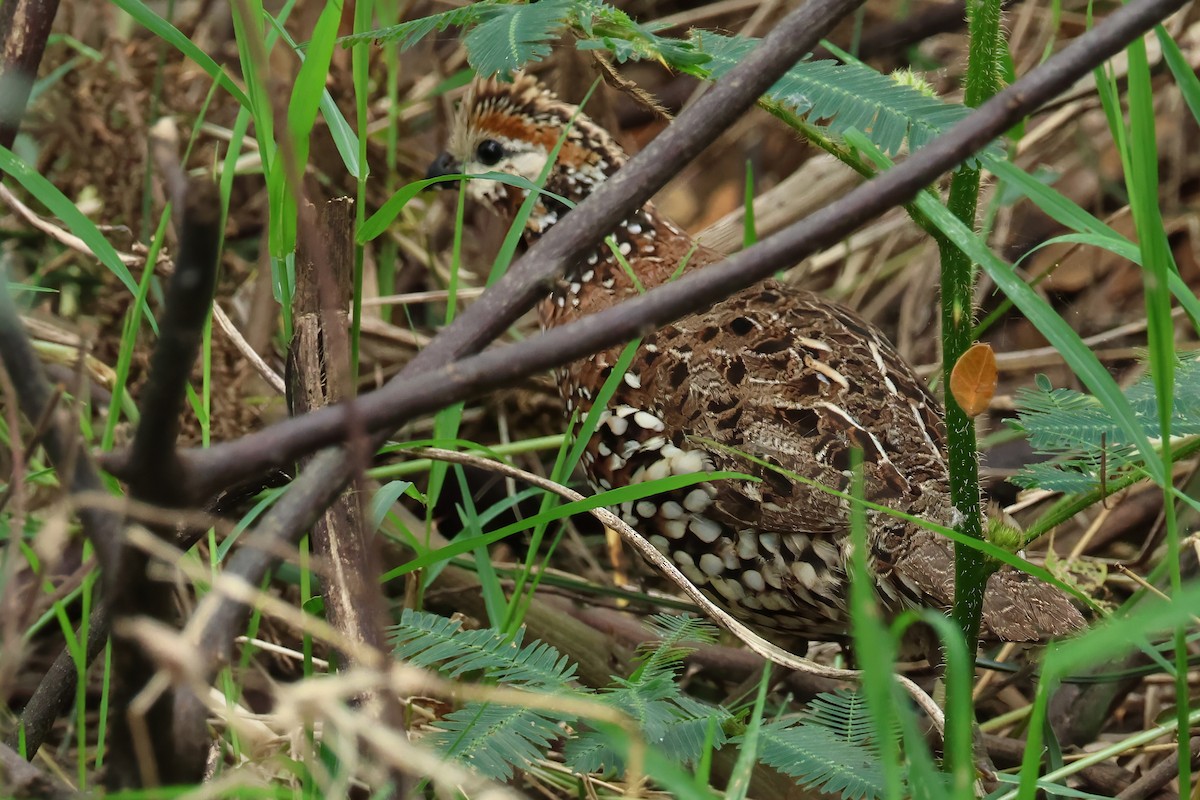 Crested Bobwhite - ML637678998