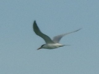 tern sp. - ML637679005