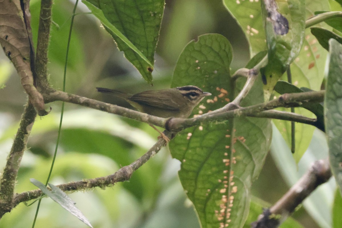 Three-striped Warbler - ML637679060