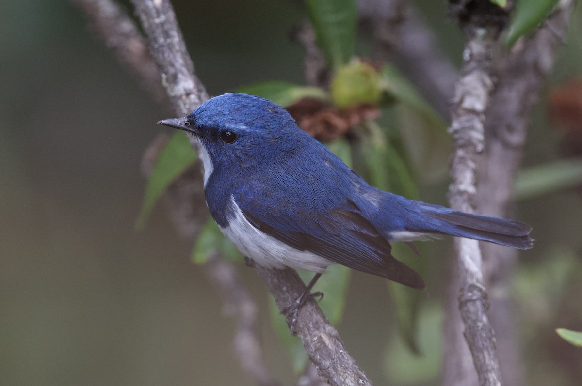 Ultramarine Flycatcher - ML637679072