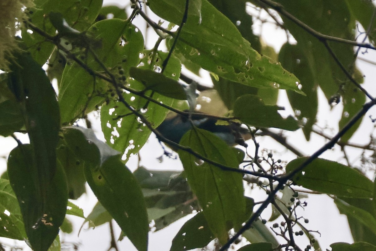 Metallic-green Tanager - ML637679075