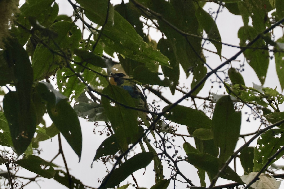 Metallic-green Tanager - ML637679076