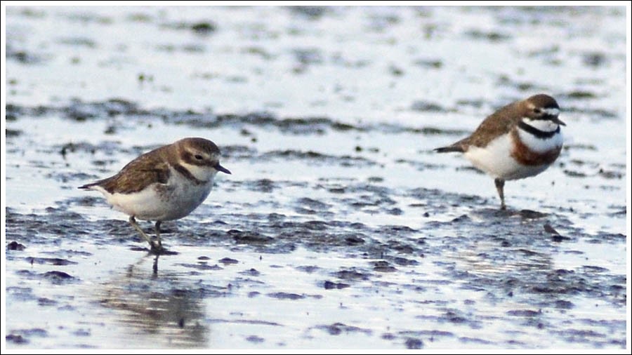 Double-banded Plover - ML637679094