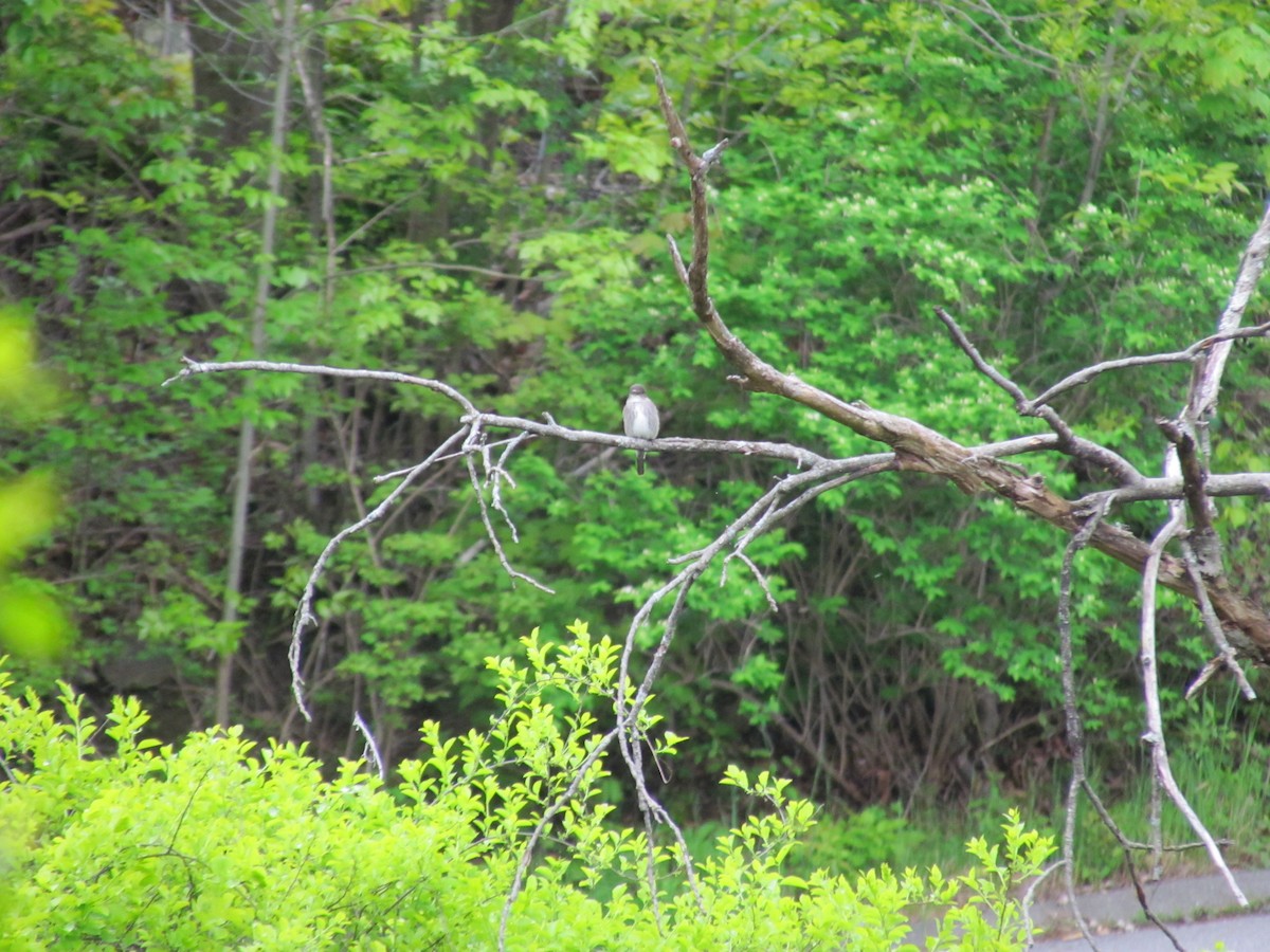 Olive-sided Flycatcher - ML637679171