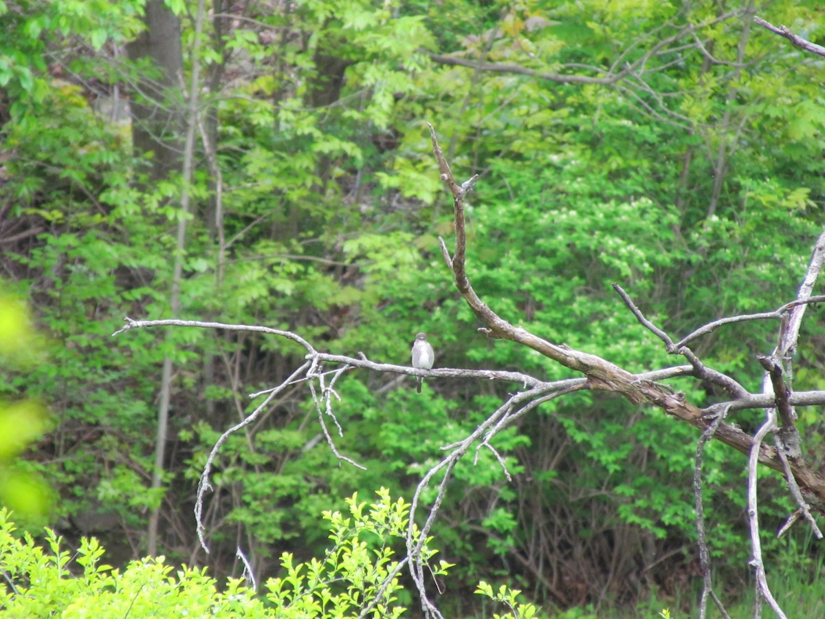 Olive-sided Flycatcher - ML637679172