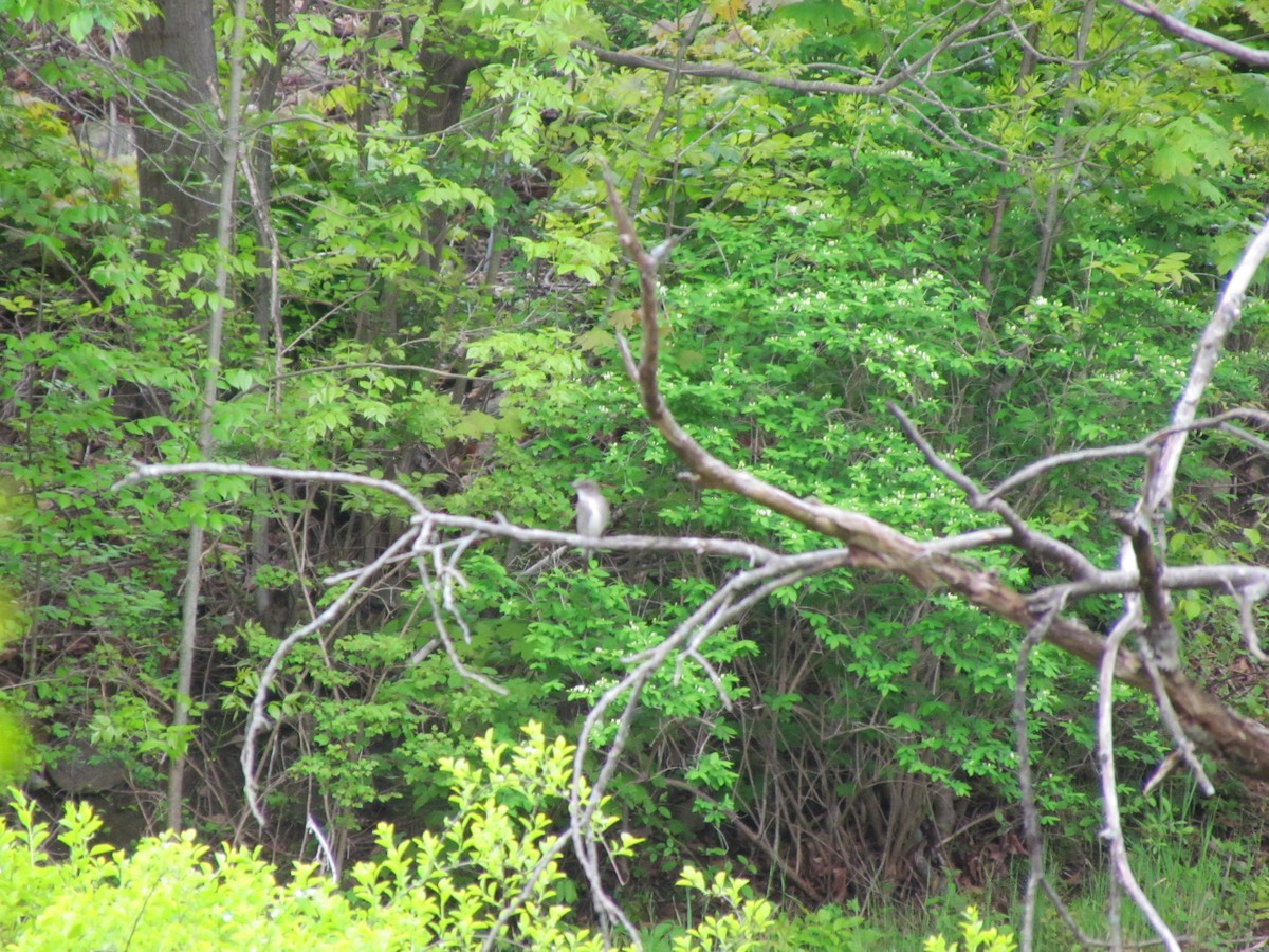 Olive-sided Flycatcher - ML637679173