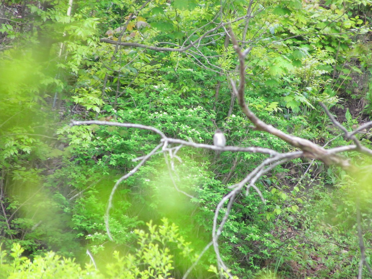 Olive-sided Flycatcher - ML637679174