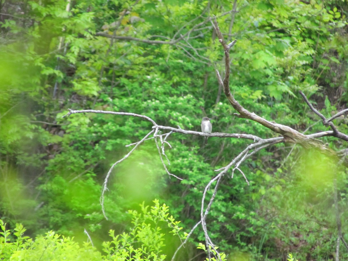 Olive-sided Flycatcher - ML637679175