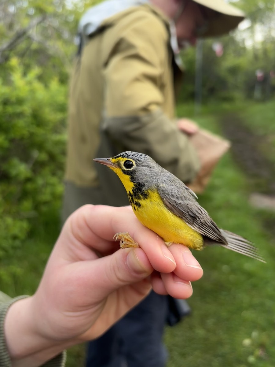 Canada Warbler - ML637679182