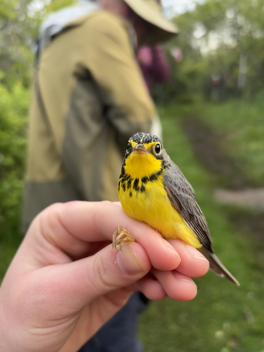 Canada Warbler - ML637679183