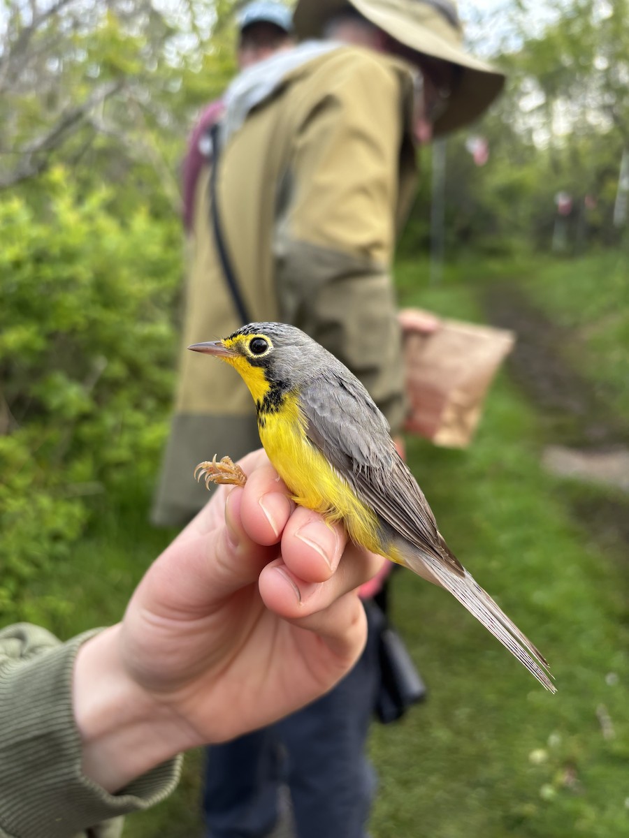 Canada Warbler - ML637679184