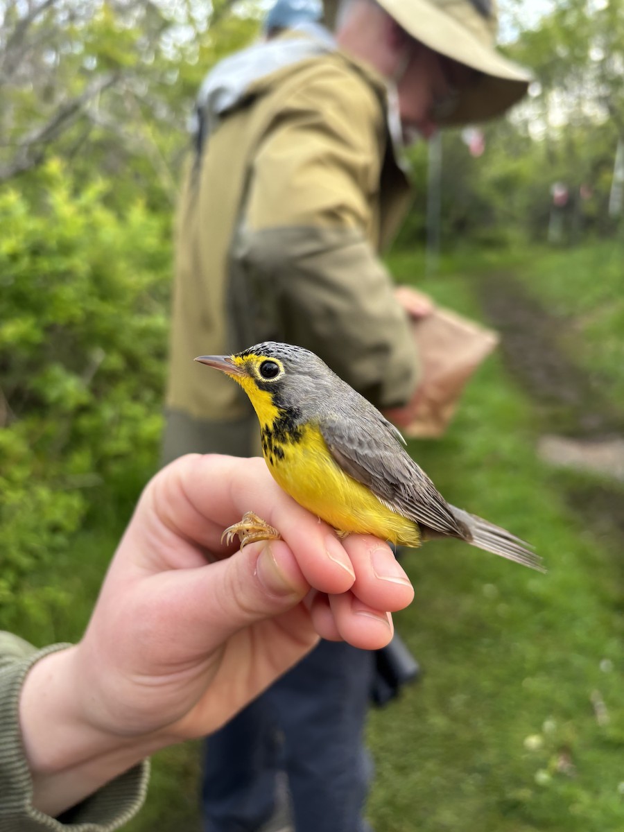 Canada Warbler - ML637679185