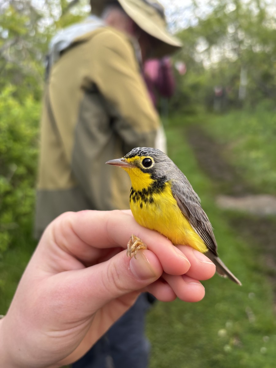 Canada Warbler - ML637679186