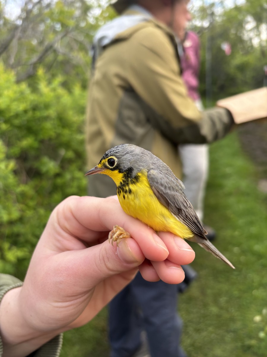 Canada Warbler - ML637679187