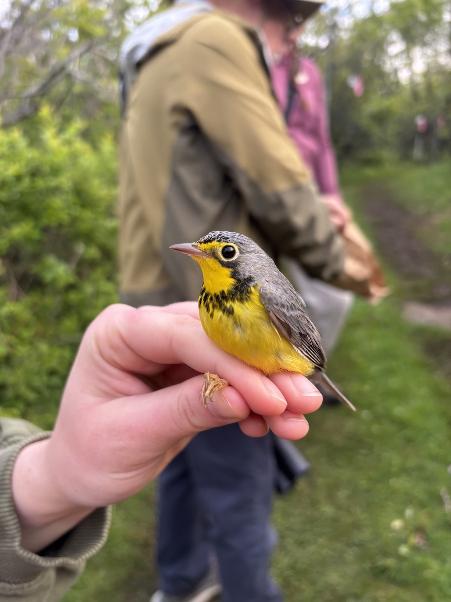 Canada Warbler - ML637679188
