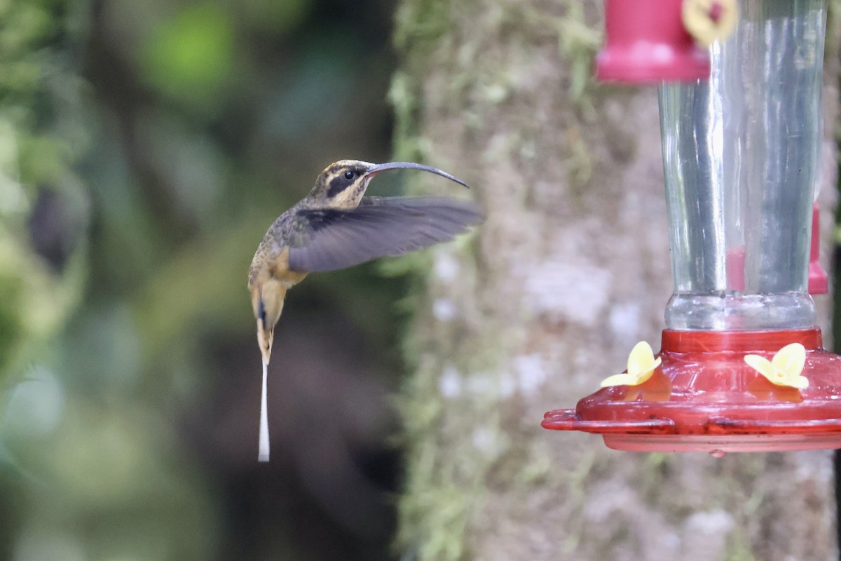 Tawny-bellied Hermit - ML637679196