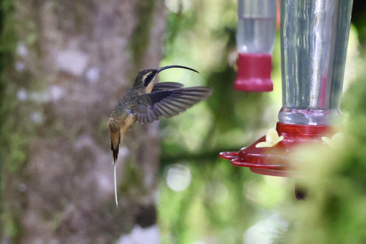 Tawny-bellied Hermit - ML637679197