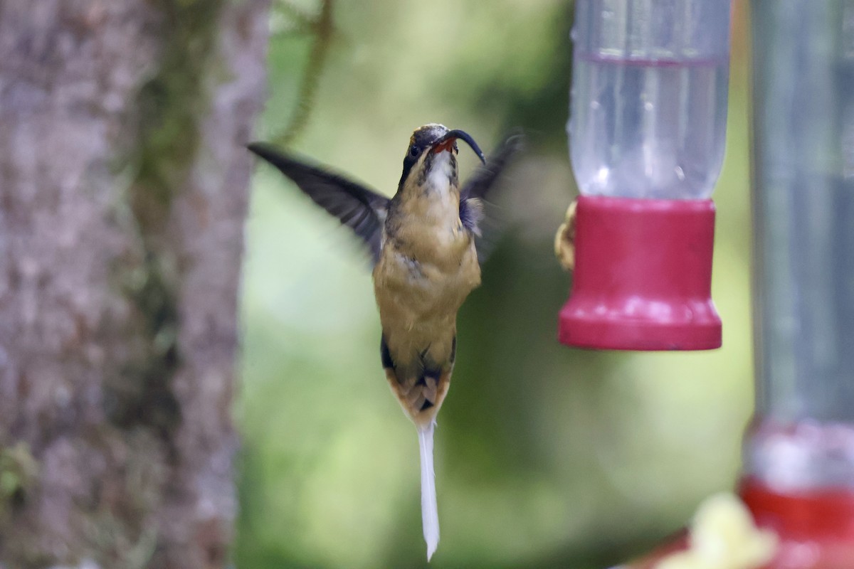 Tawny-bellied Hermit - ML637679198