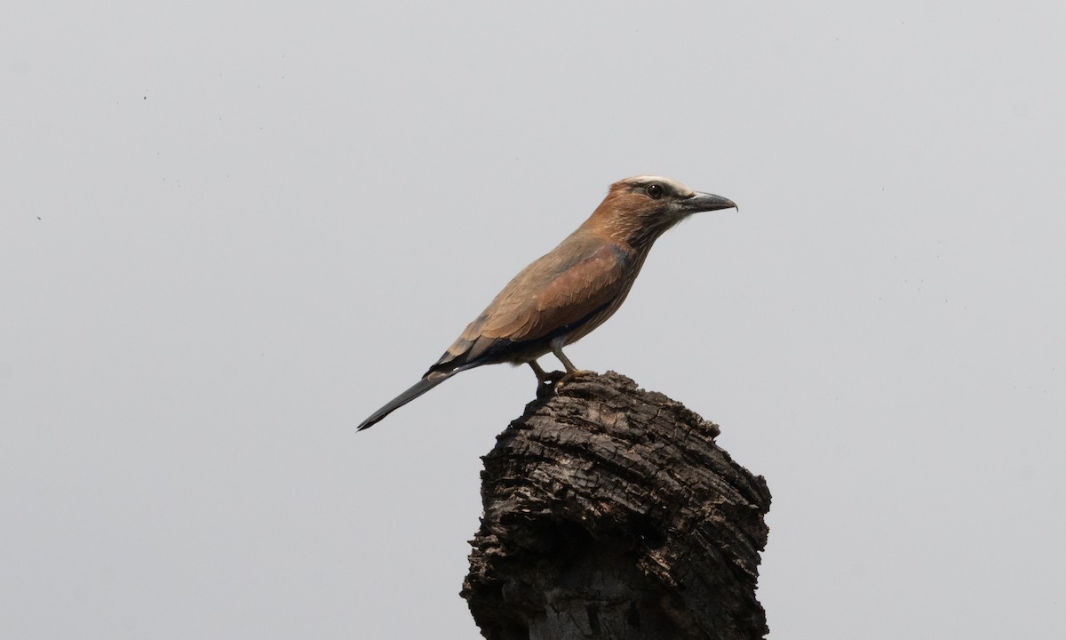 Purple Roller - ML637679252