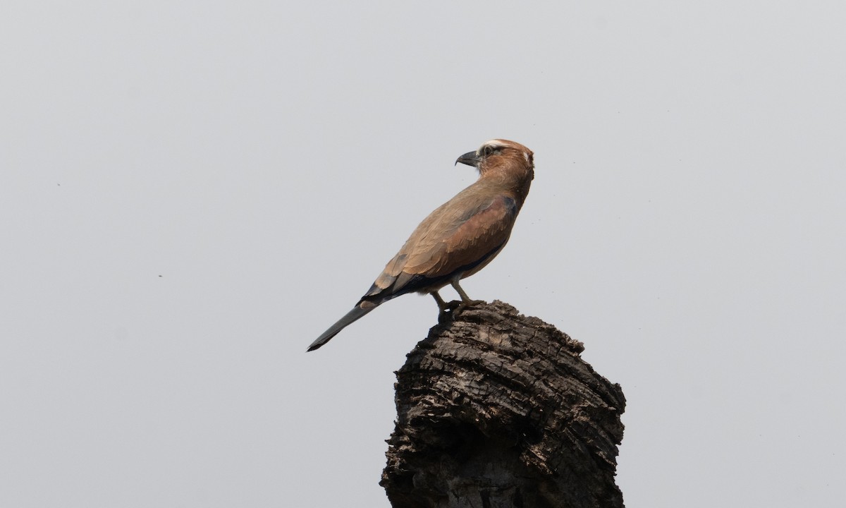 Purple Roller - ML637679253