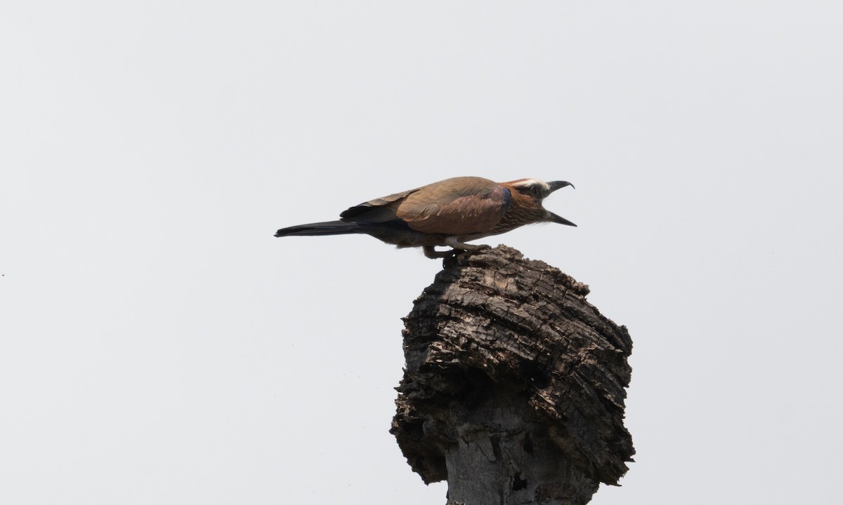 Purple Roller - ML637679254