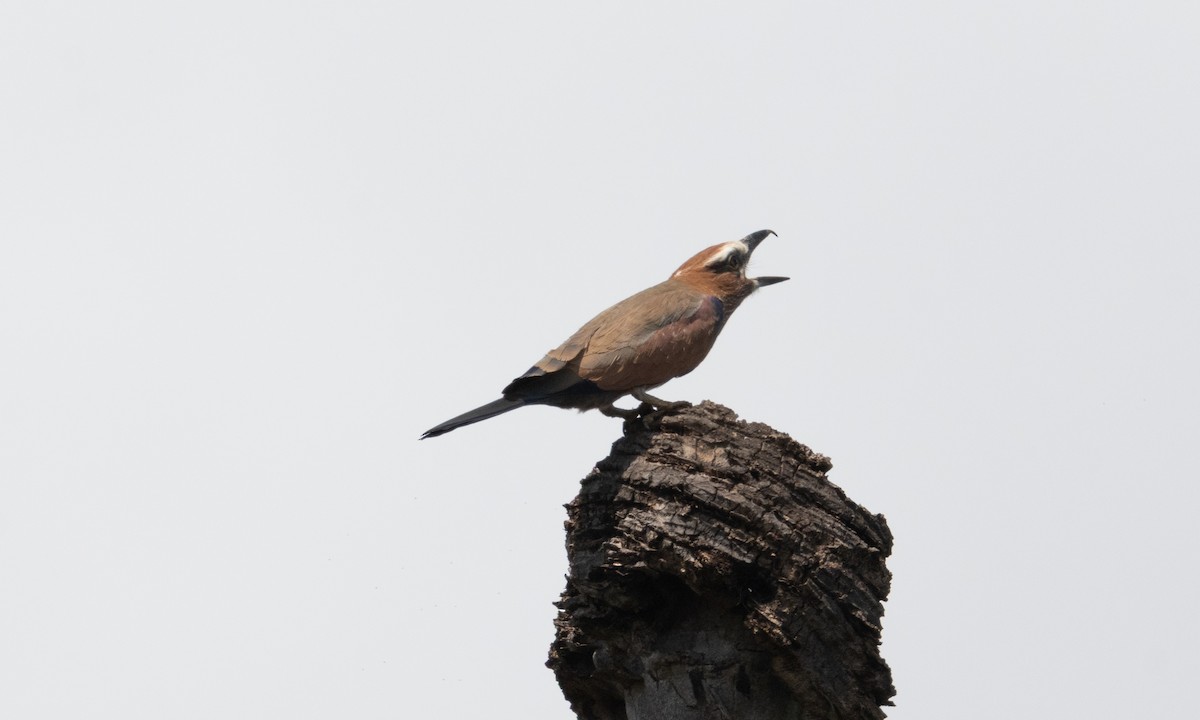 Purple Roller - ML637679255