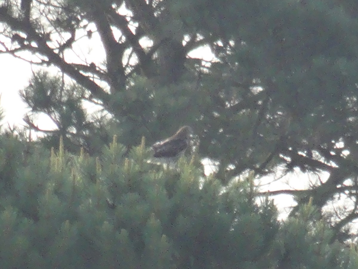 Red-tailed Hawk - ML637679306