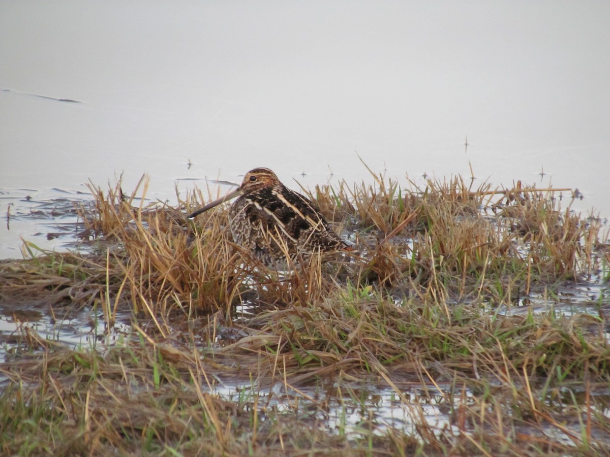 Wilson's Snipe - ML637679323