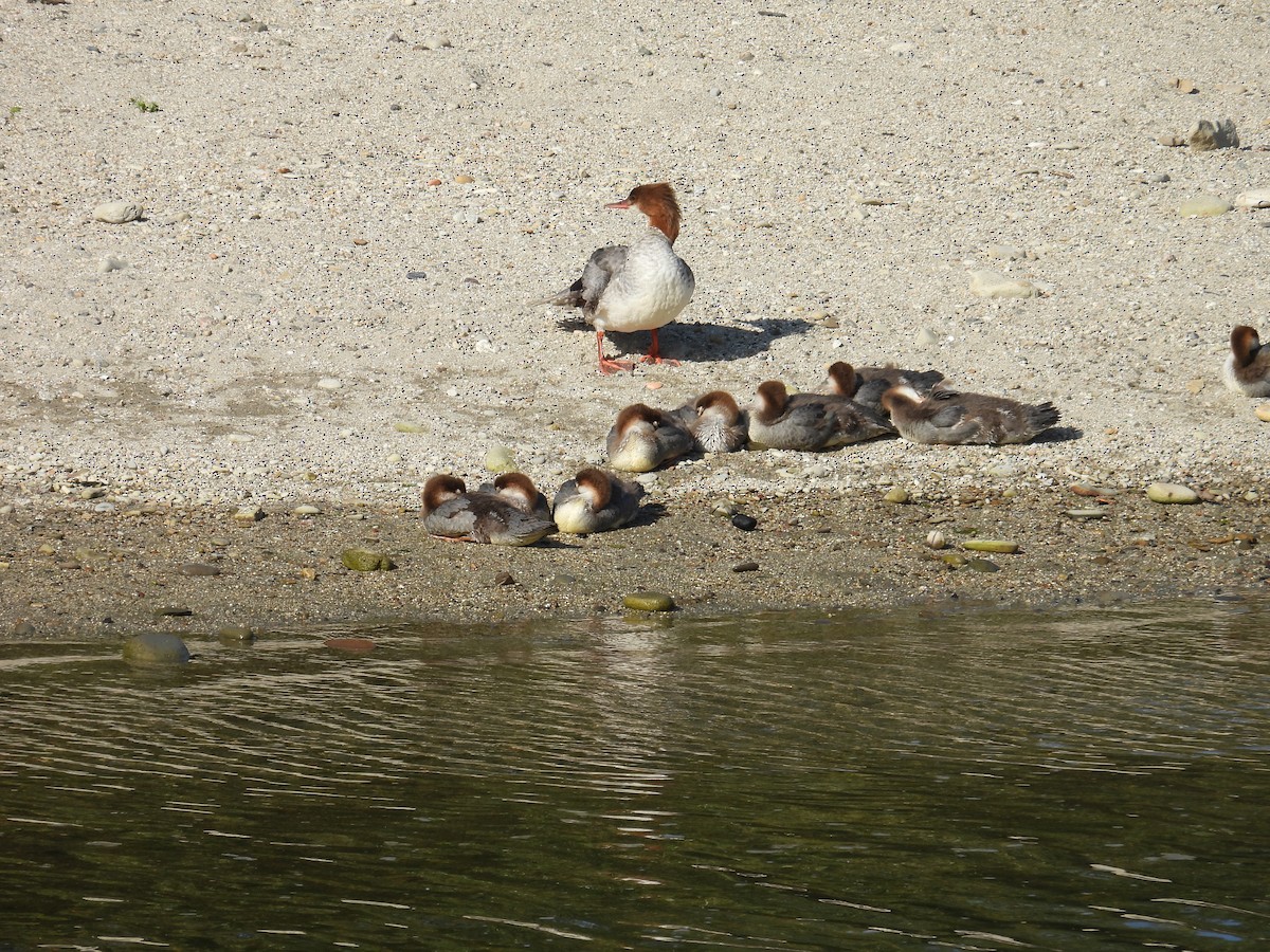 Common Merganser - ML637679327