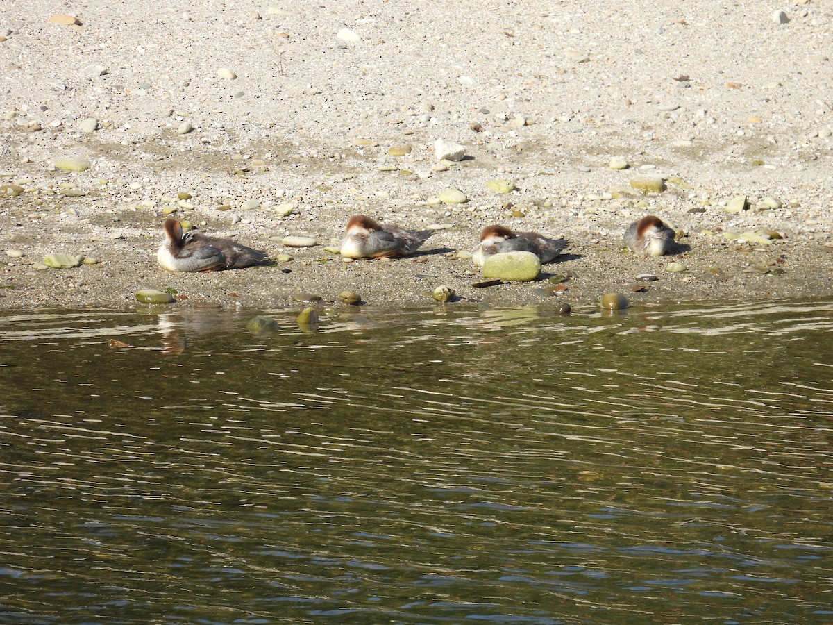 Common Merganser - ML637679328