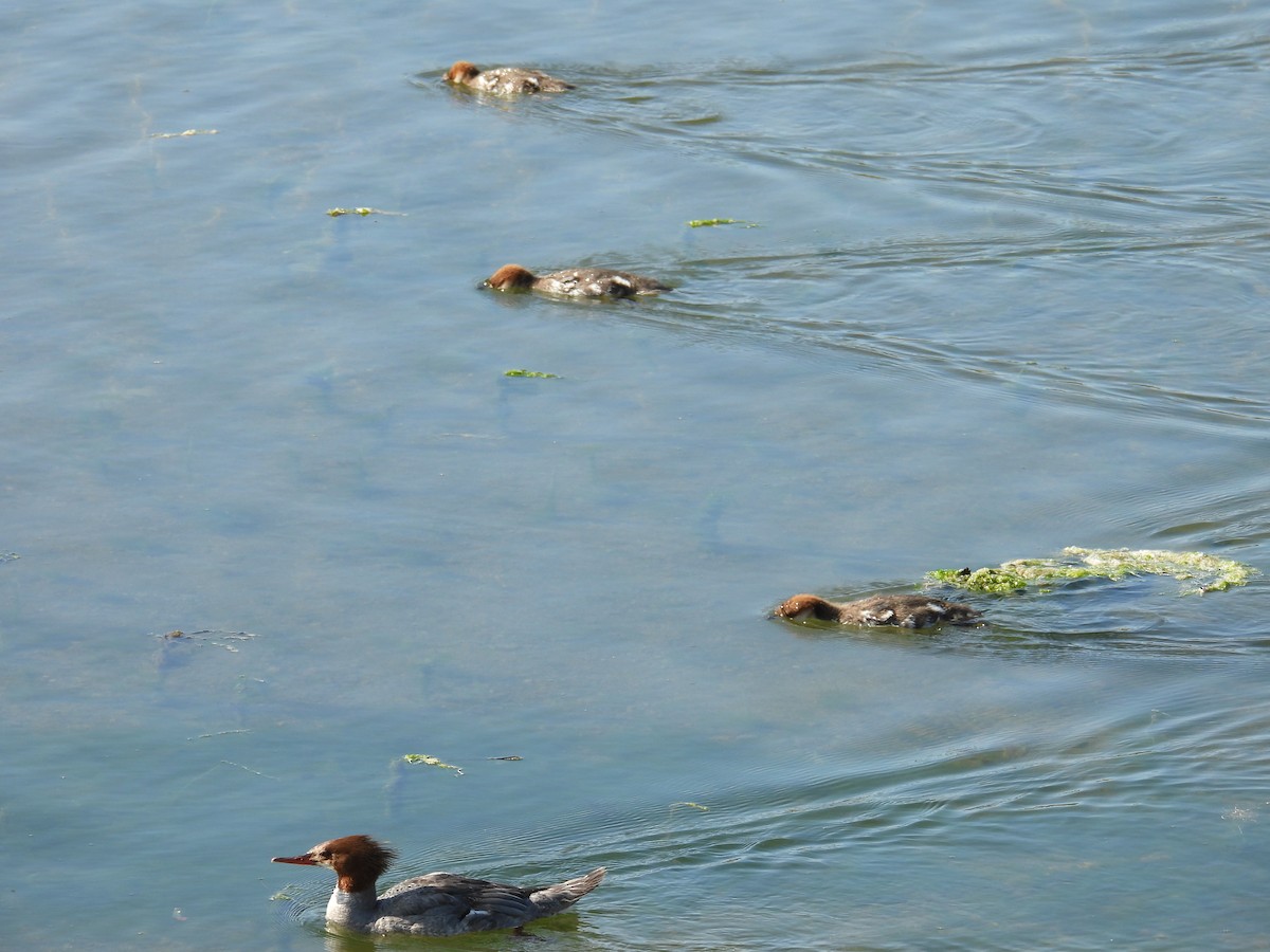 Common Merganser - ML637679329