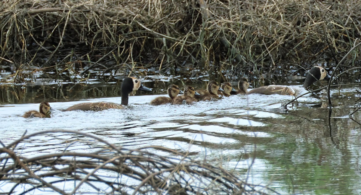 White-faced Whistling-Duck - ML637679349