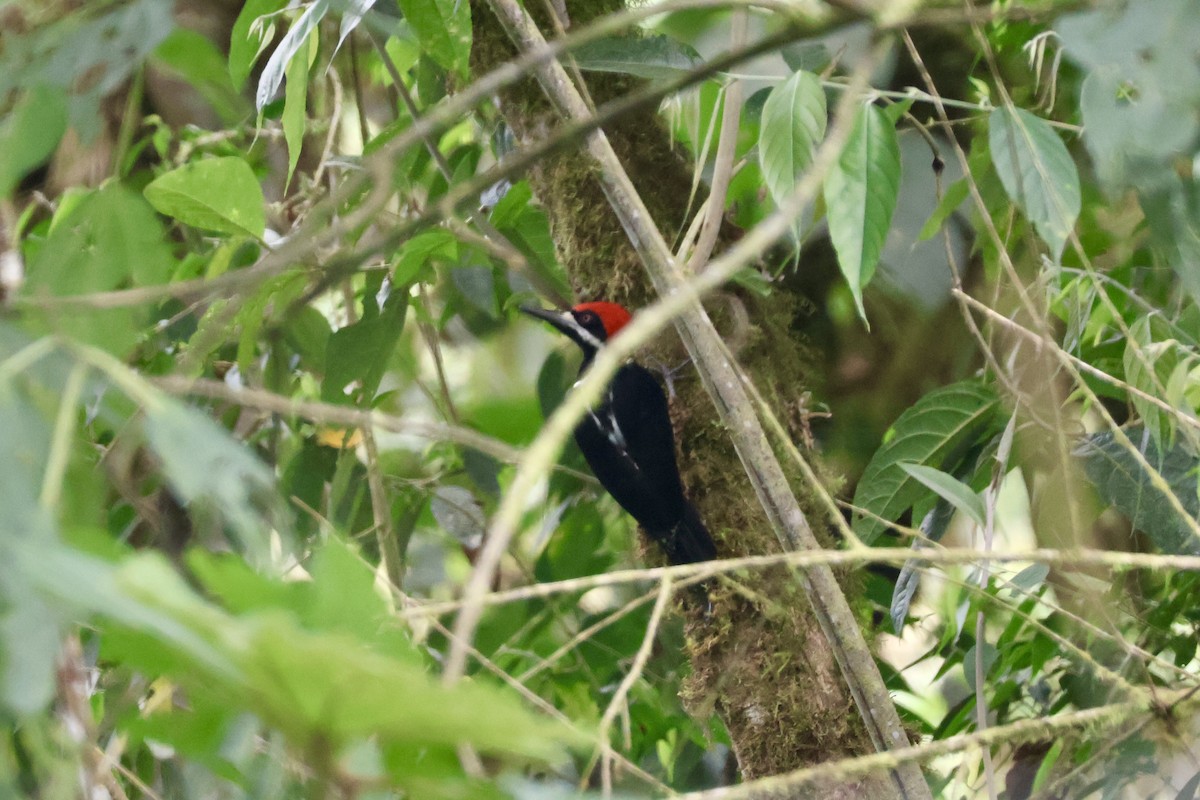 Powerful Woodpecker - ML637679399