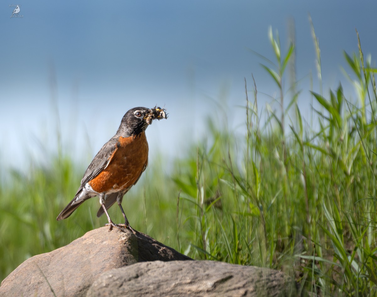 American Robin - ML637679400